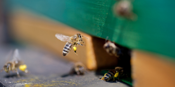 beehive